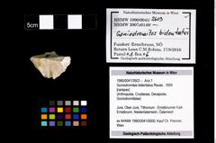 Foto (Objekt + Etikett) von Goniodromites bidentatus (Reuss, 1859)  (NHMW-GEO-1990-0041-2603)